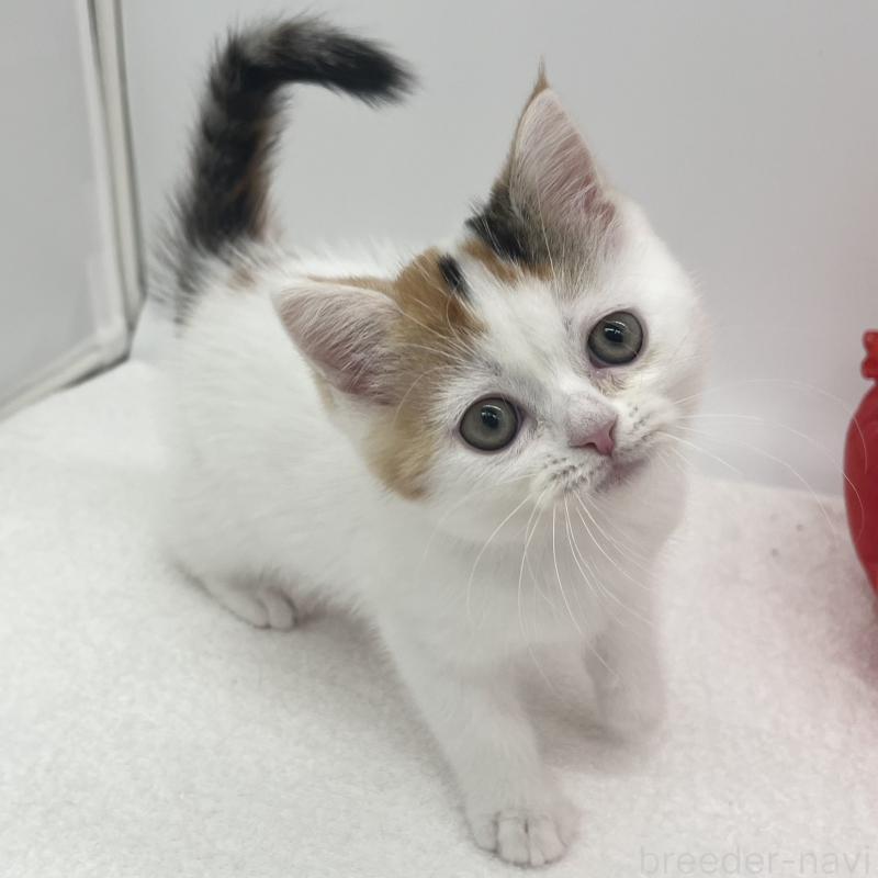 販売中の愛知県のエキゾチックショートヘア-138534の5枚目