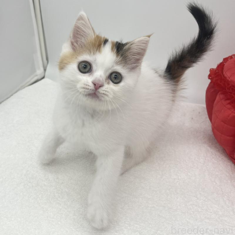 販売中の愛知県のエキゾチックショートヘア-138534の4枚目