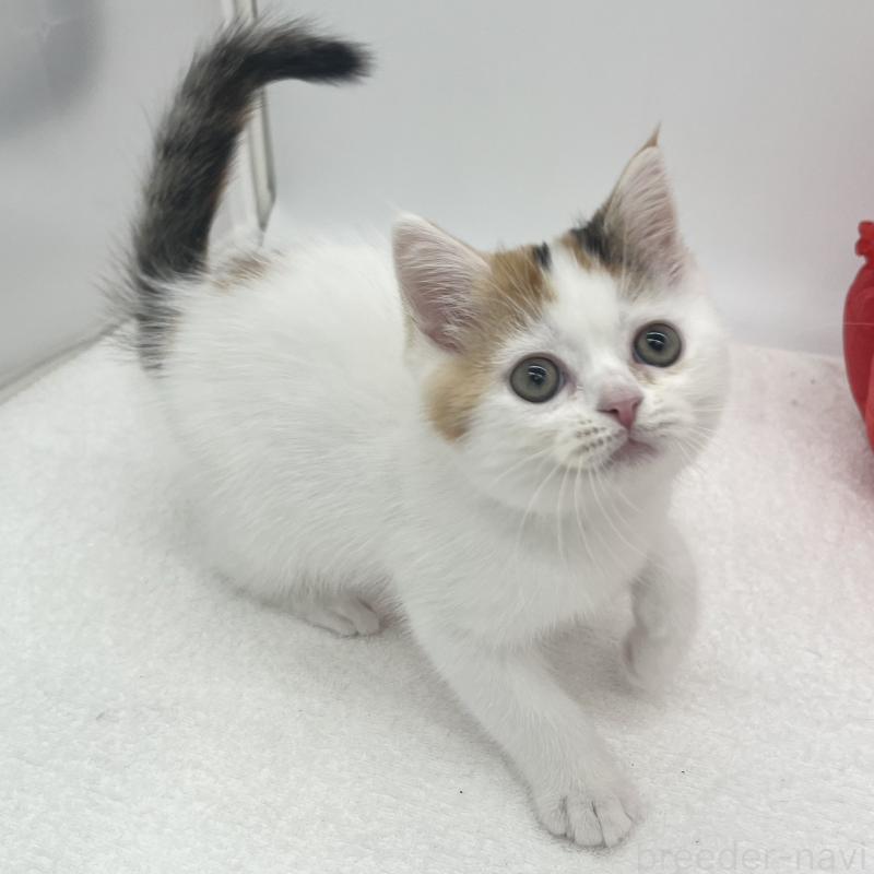 販売中の愛知県のエキゾチックショートヘア-138534の3枚目