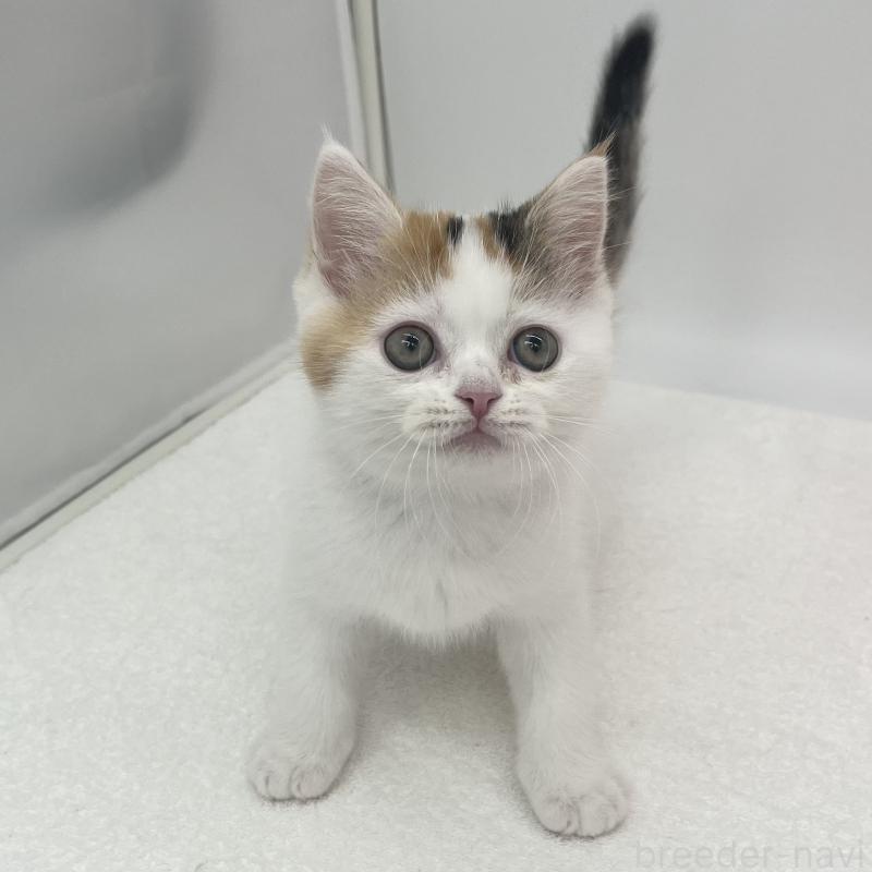 販売中の愛知県のエキゾチックショートヘア-138534の2枚目