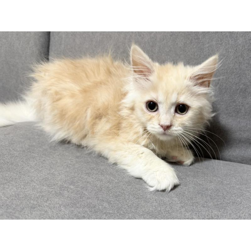 販売中の三重県のサイベリアン-138533の5枚目