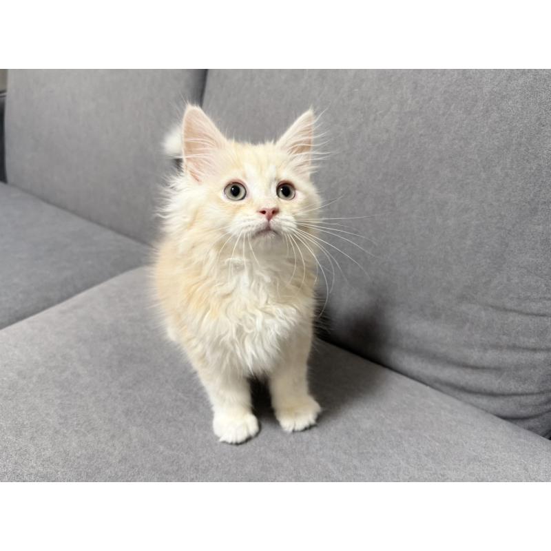 販売中の三重県のサイベリアン-138533の4枚目