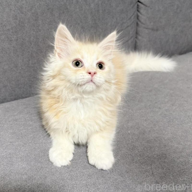 販売中の三重県のサイベリアン-138533の3枚目