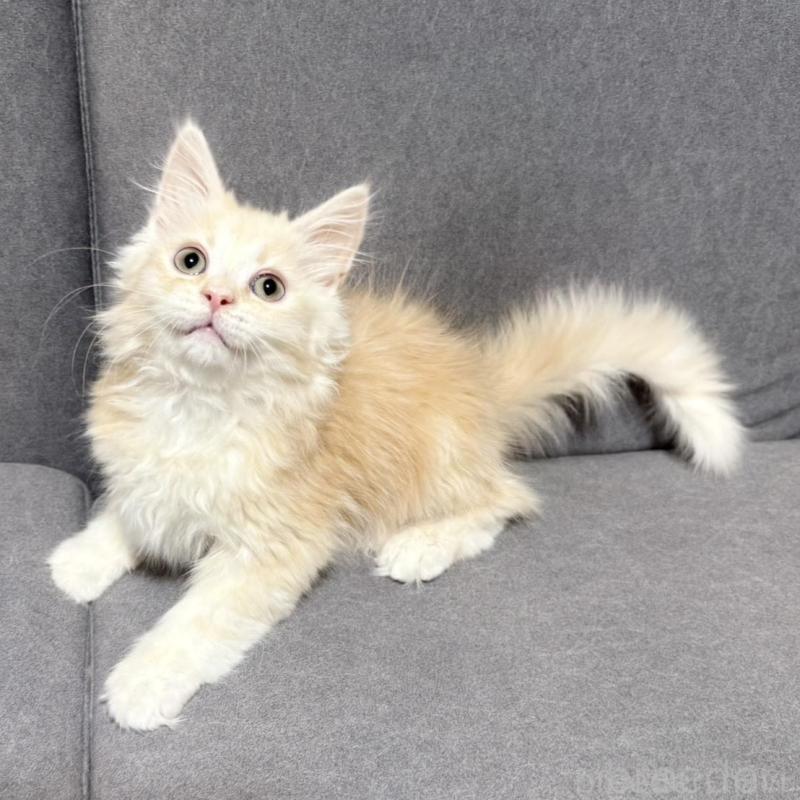 販売中の三重県のサイベリアン-138533の2枚目