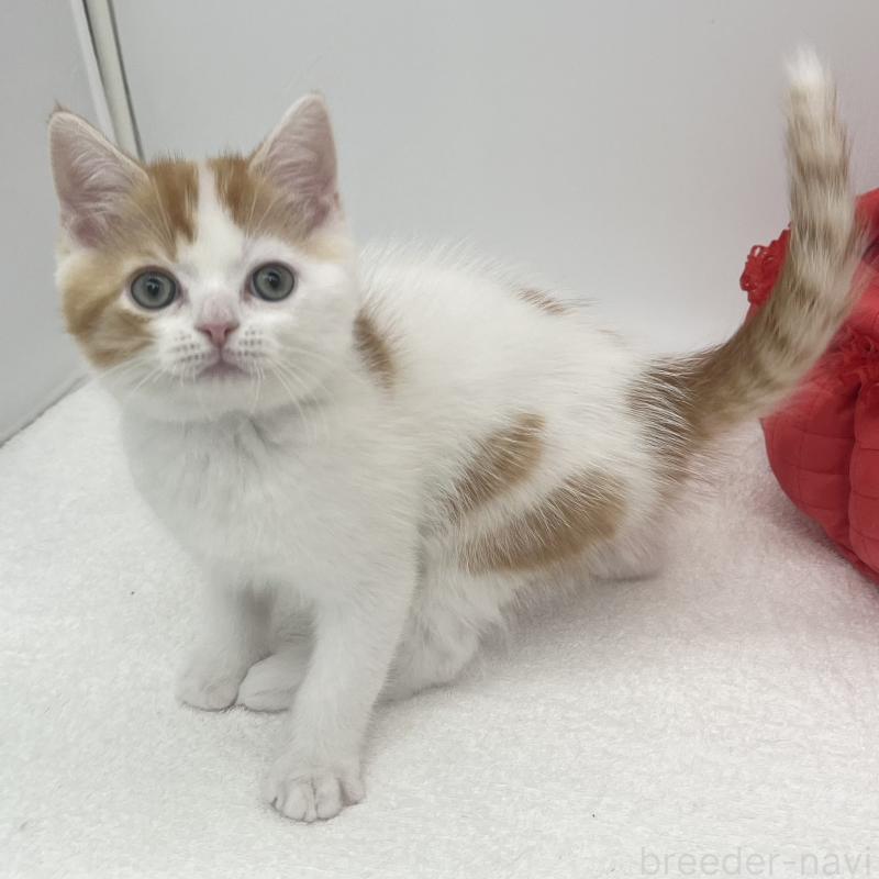 販売中の愛知県のエキゾチックショートヘア-138535