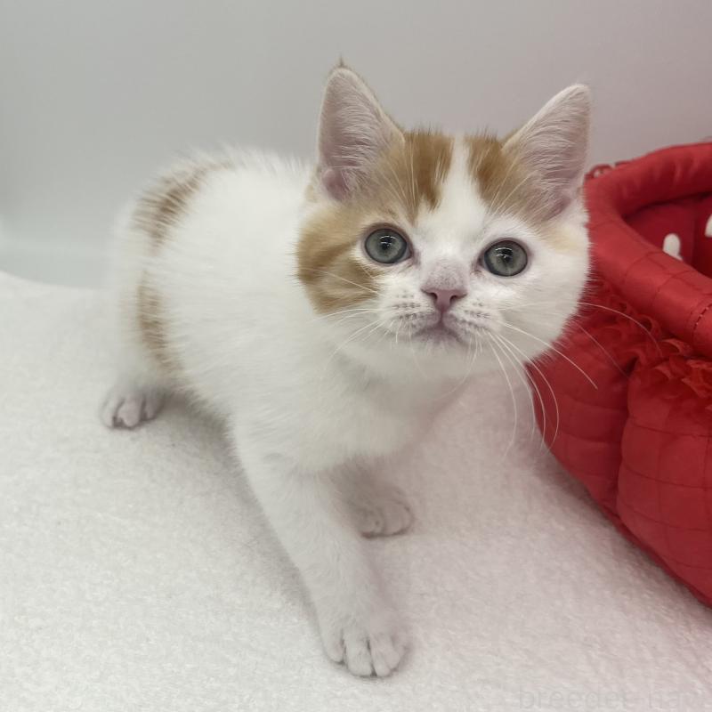 販売中の愛知県のエキゾチックショートヘア-138535の5枚目