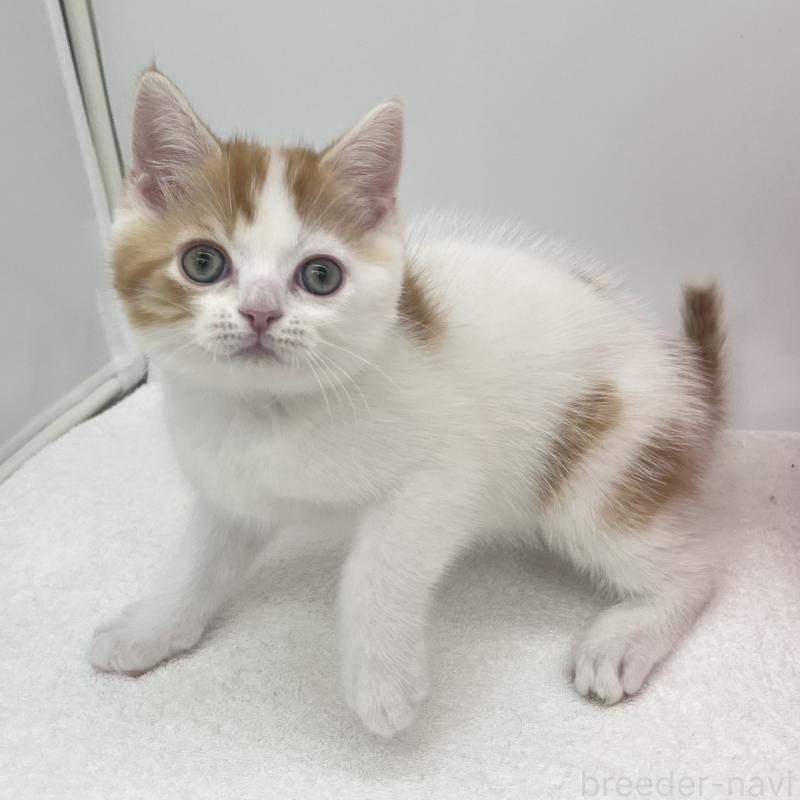 販売中の愛知県のエキゾチックショートヘア-138535の4枚目