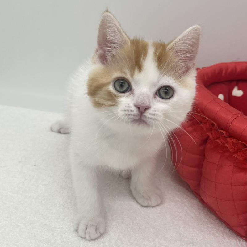 販売中の愛知県のエキゾチックショートヘア-138535の3枚目