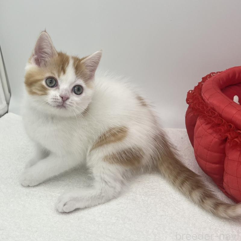 販売中の愛知県のエキゾチックショートヘア-138535の2枚目