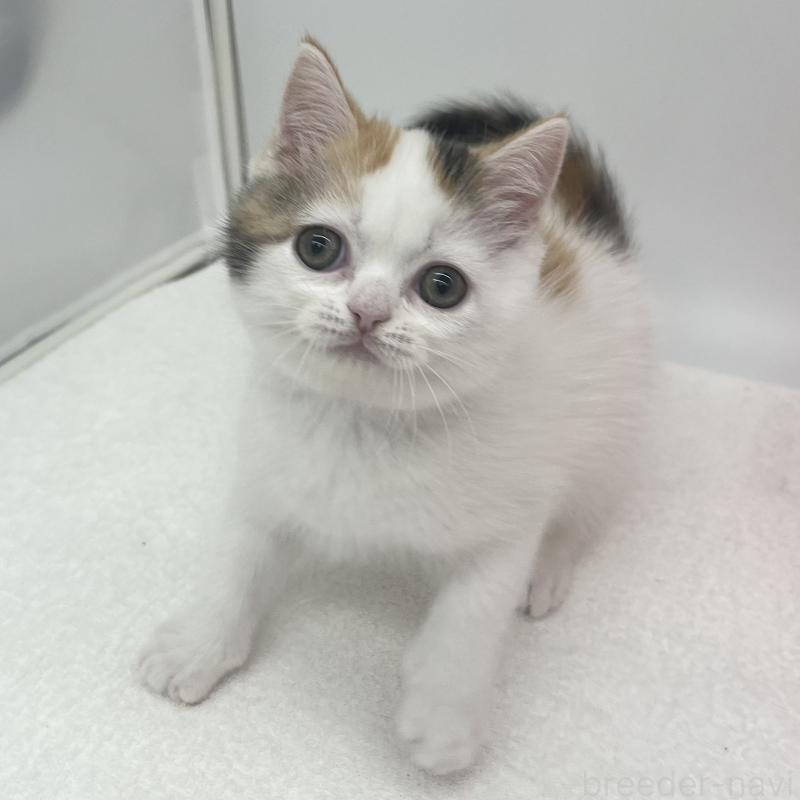 販売中の愛知県のエキゾチックショートヘア-138536