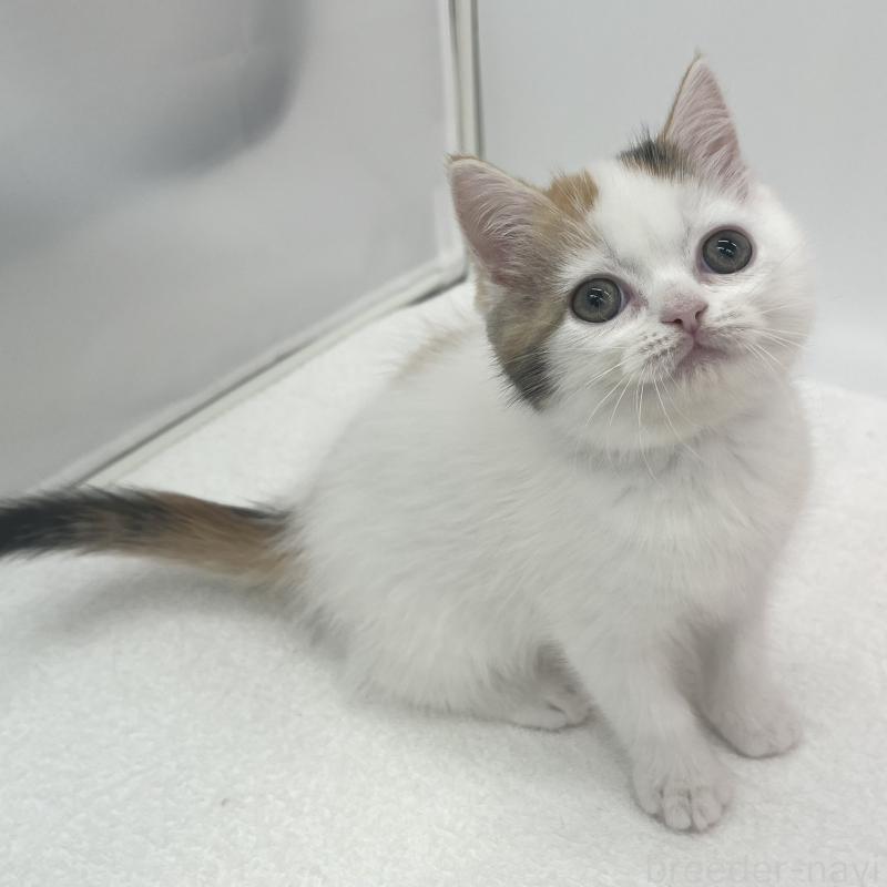 販売中の愛知県のエキゾチックショートヘア-138536の5枚目