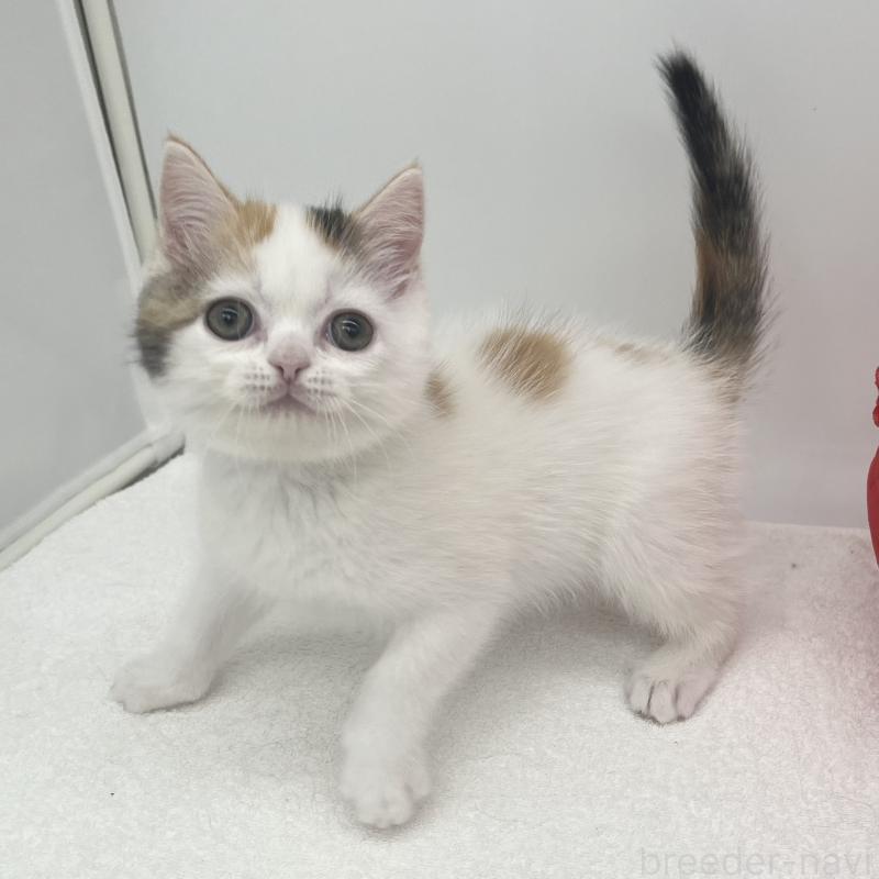 販売中の愛知県のエキゾチックショートヘア-138536の4枚目