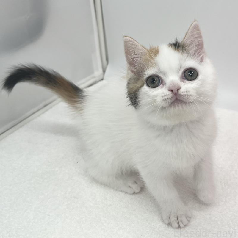 販売中の愛知県のエキゾチックショートヘア-138536の3枚目