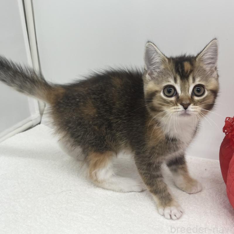 販売中の愛知県のエキゾチックショートヘア-138537の5枚目