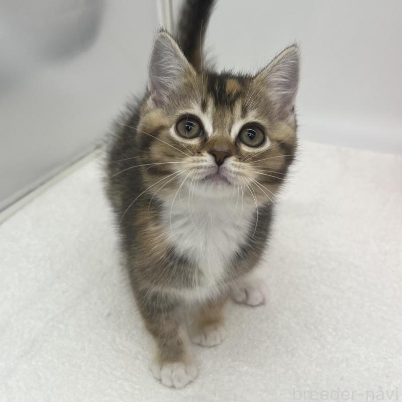 販売中の愛知県のエキゾチックショートヘア-138537の4枚目