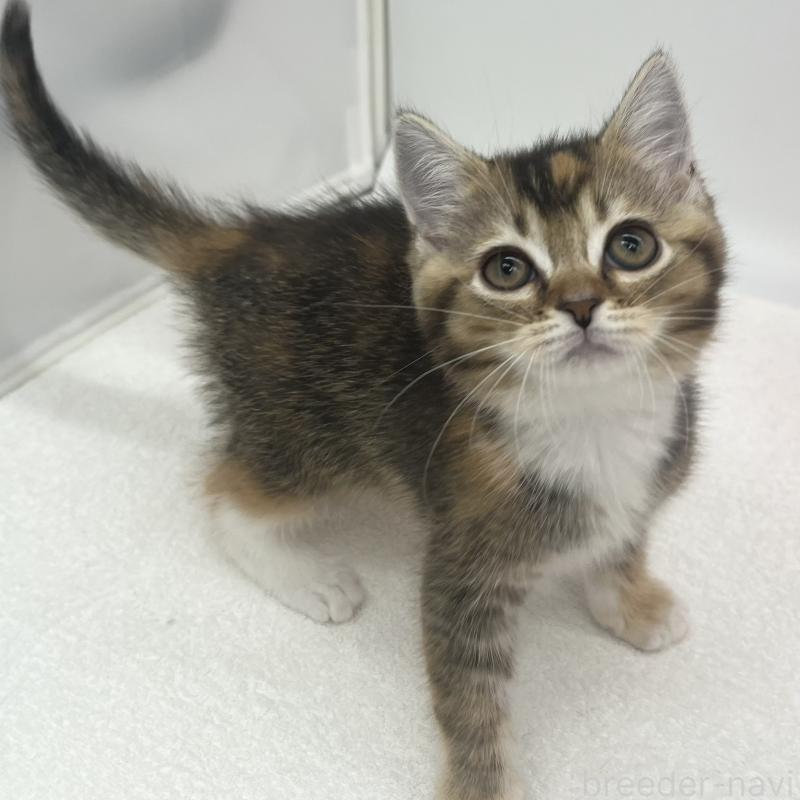 販売中の愛知県のエキゾチックショートヘア-138537の3枚目