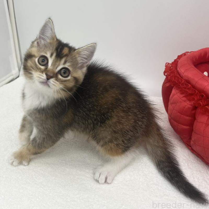 販売中の愛知県のエキゾチックショートヘア-138537の2枚目