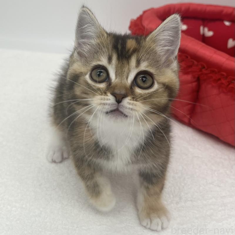 販売中の愛知県のエキゾチックショートヘア-138537