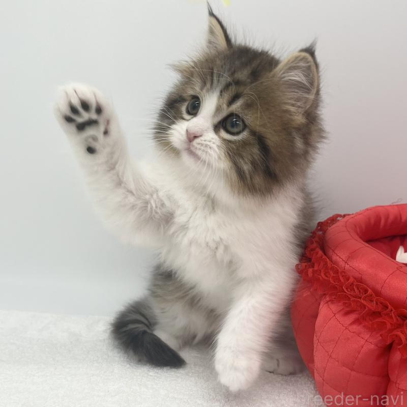 販売中の愛知県のスコティッシュフォールド-138538の4枚目
