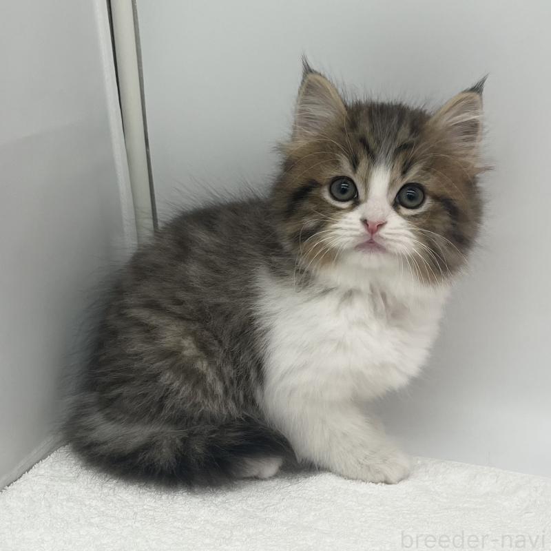 販売中の愛知県のスコティッシュフォールド-138538の3枚目