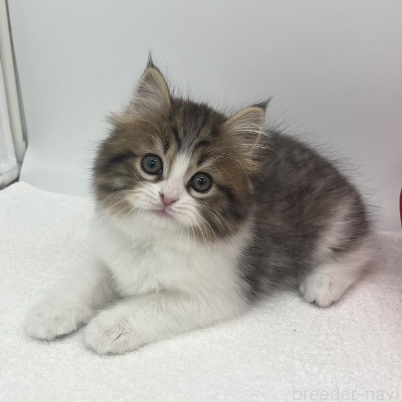 販売中の愛知県のスコティッシュフォールド-138538の2枚目