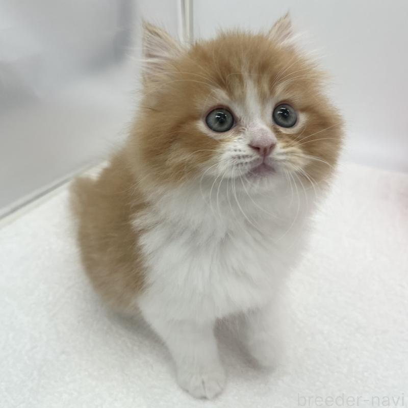 販売中の愛知県のスコティッシュフォールド-138539の4枚目