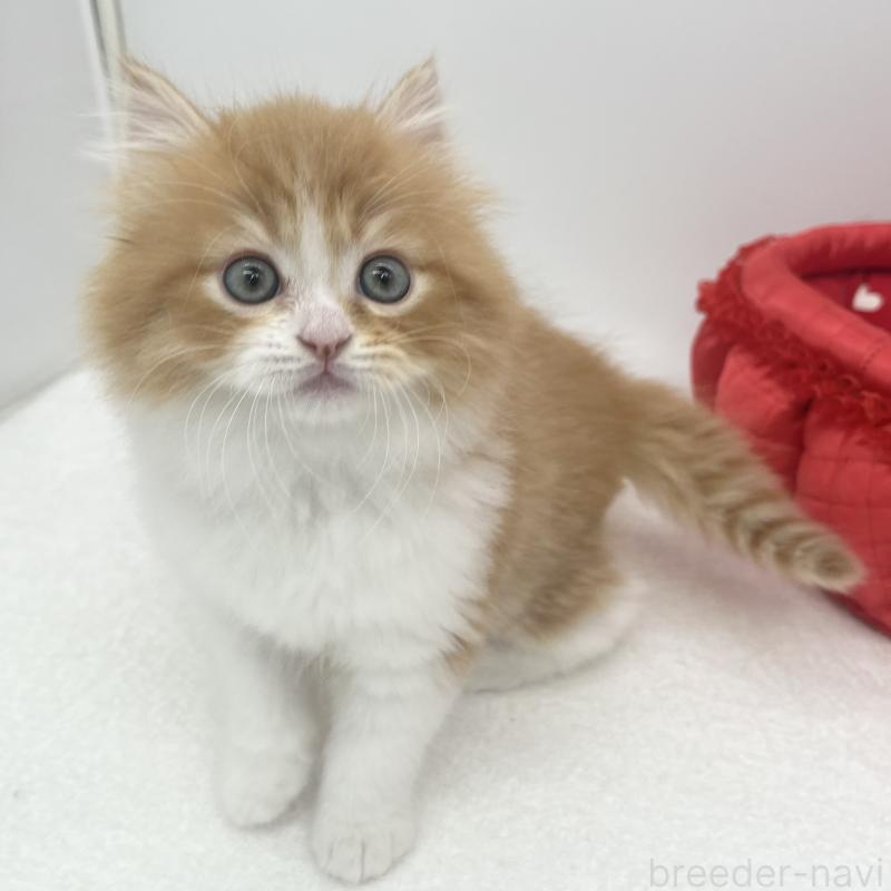 販売中の愛知県のスコティッシュフォールド-138539の3枚目