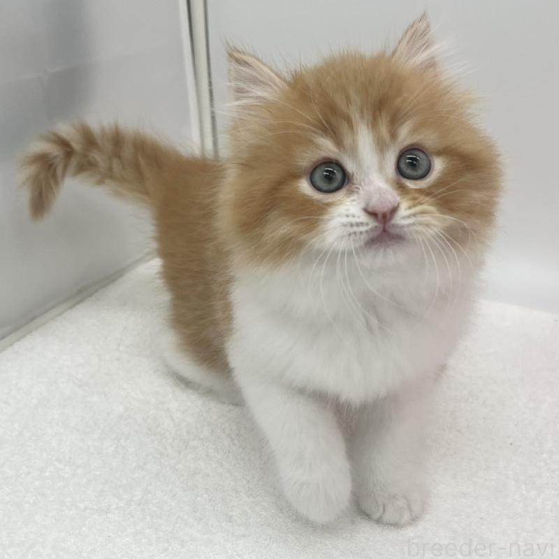 販売中の愛知県のスコティッシュフォールド-138539