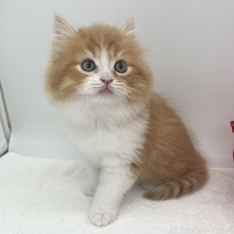 販売中の愛知県のスコティッシュフォールド-138539の2枚目