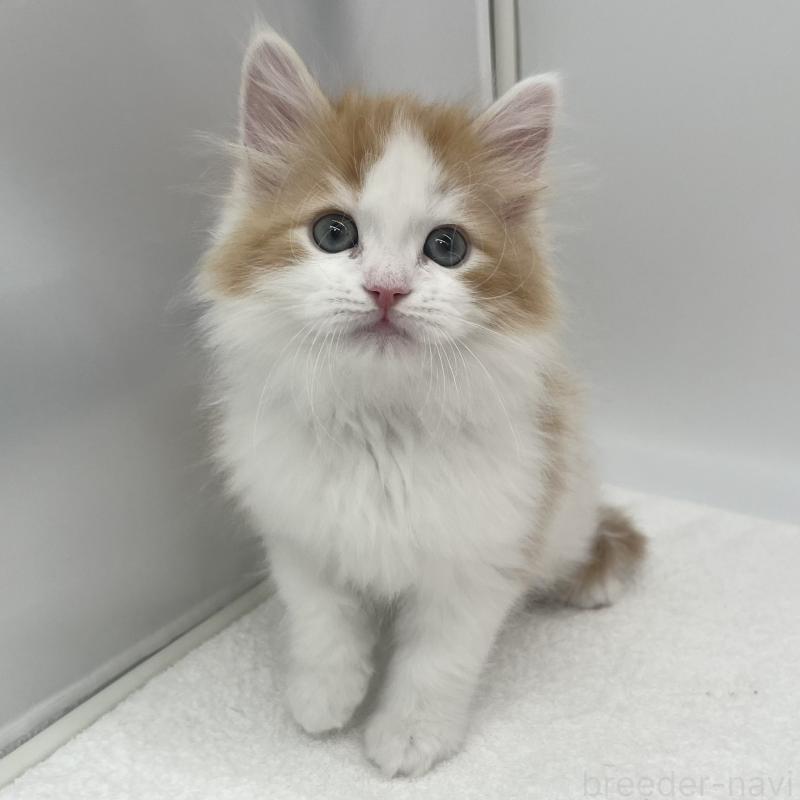 販売中の愛知県のマンチカン-138541