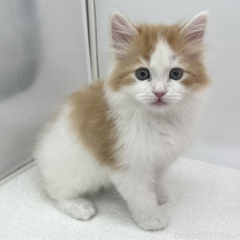 販売中の愛知県のマンチカン-138541の5枚目