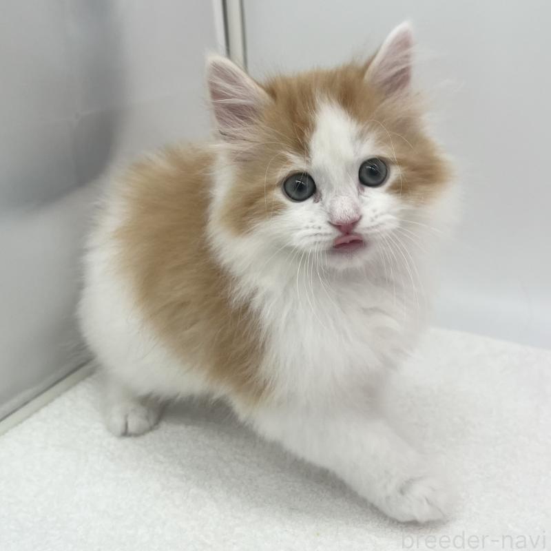 販売中の愛知県のマンチカン-138541の3枚目