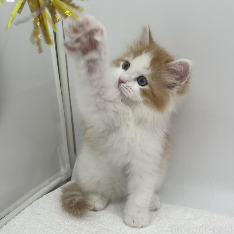 販売中の愛知県のマンチカン-138541の2枚目