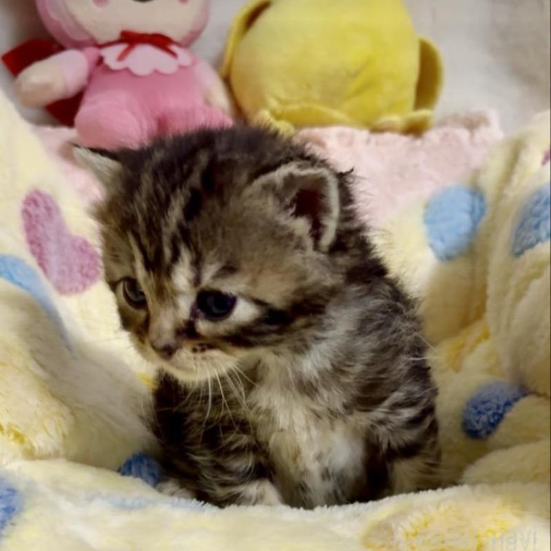 販売中の大阪府のスコティッシュストレート-138542の8枚目