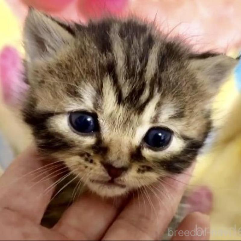 販売中の大阪府のスコティッシュストレート-138542