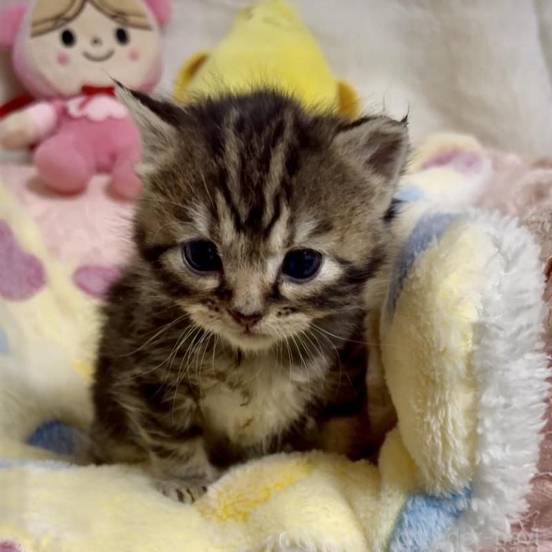 販売中の大阪府のスコティッシュストレート-138542の7枚目