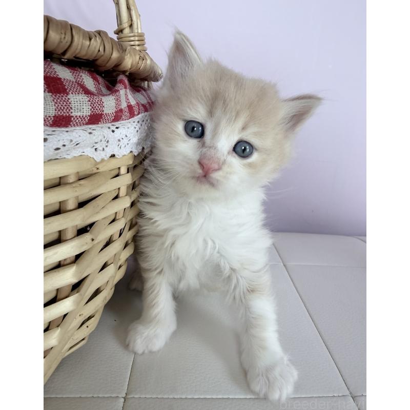 販売中の千葉県のサイベリアン-138632の5枚目