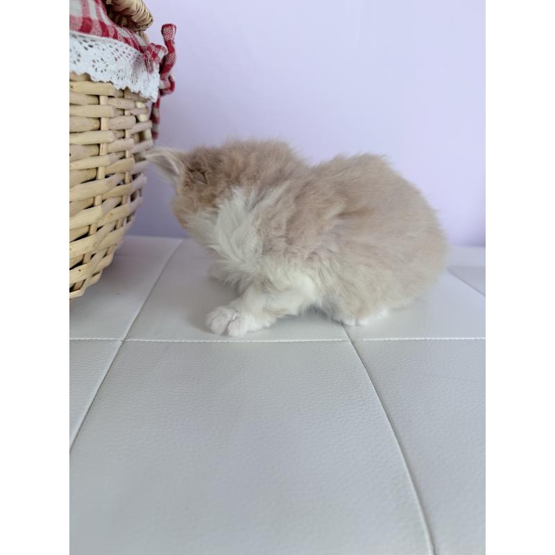 販売中の千葉県のサイベリアン-138632の3枚目