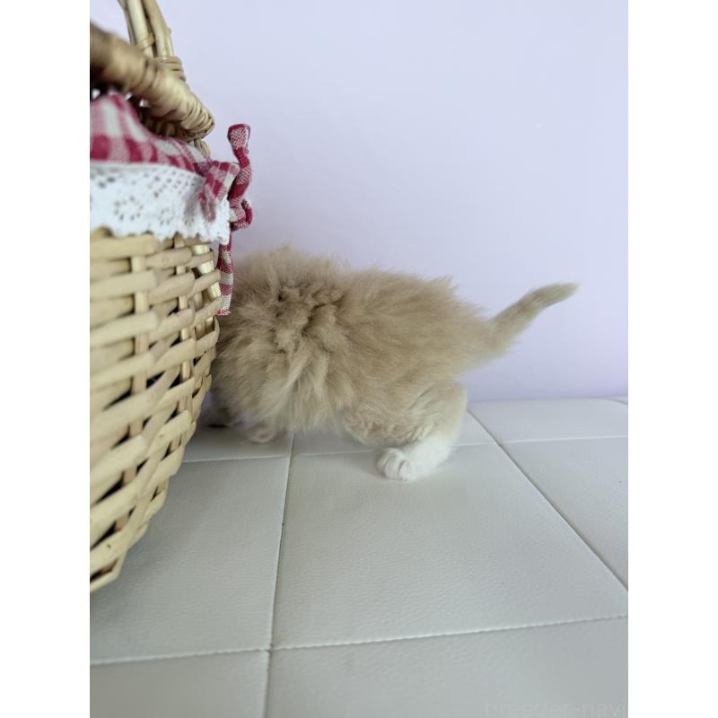 販売中の千葉県のサイベリアン-138632の2枚目