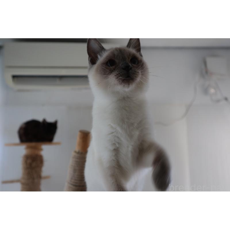 販売中の長野県のトイボブ-127916の12枚目