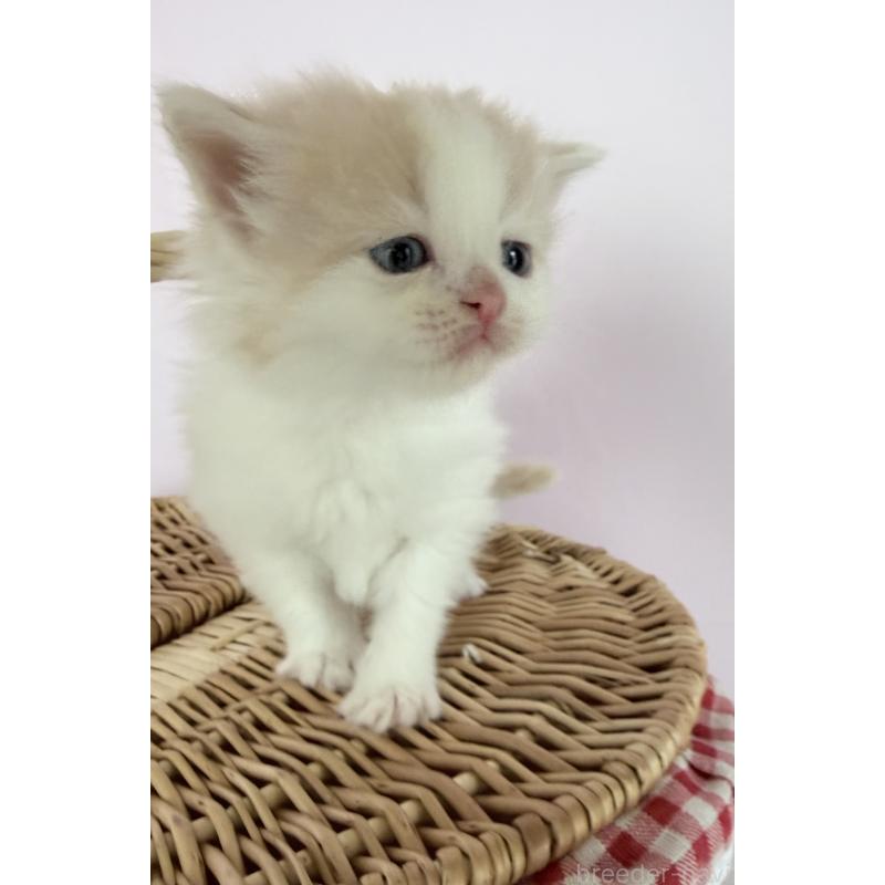 販売中の千葉県のサイベリアン-138633の6枚目