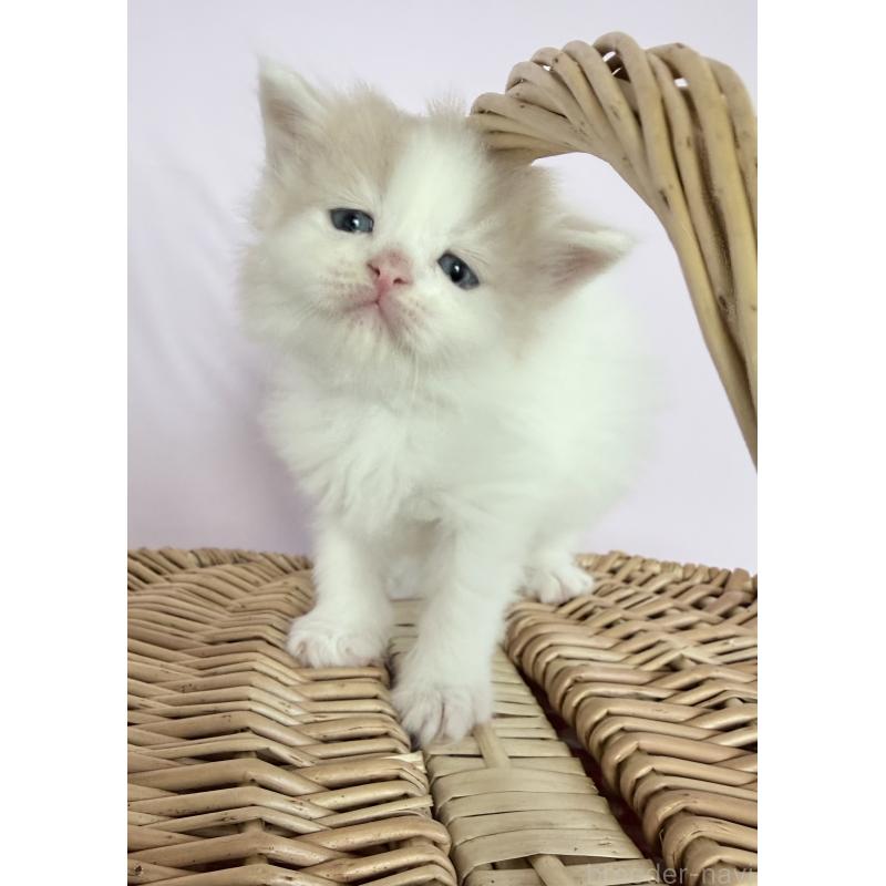 販売中の千葉県のサイベリアン-138633の5枚目