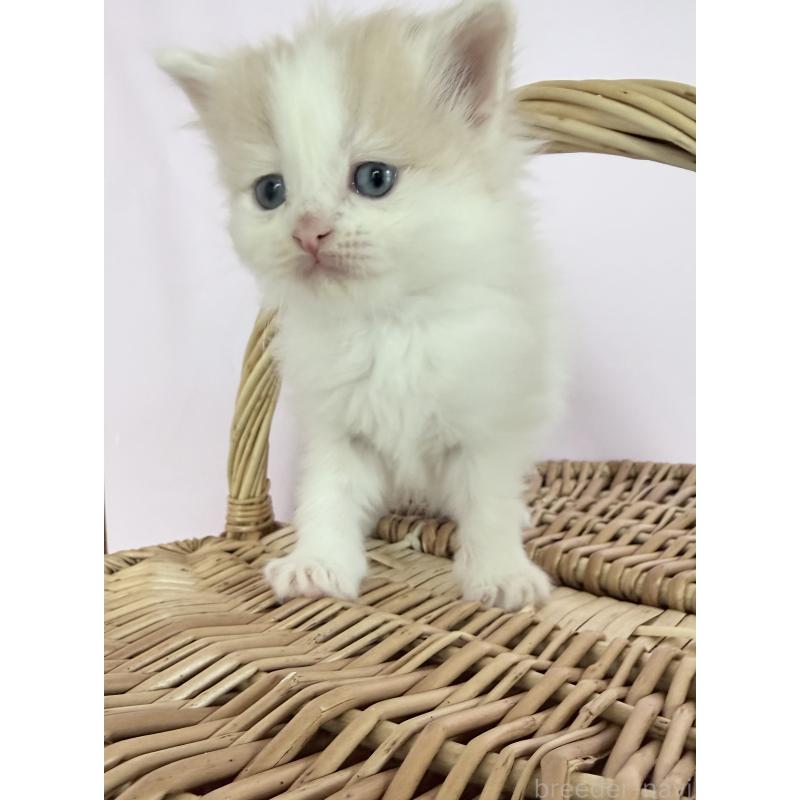 販売中の千葉県のサイベリアン-138633の4枚目