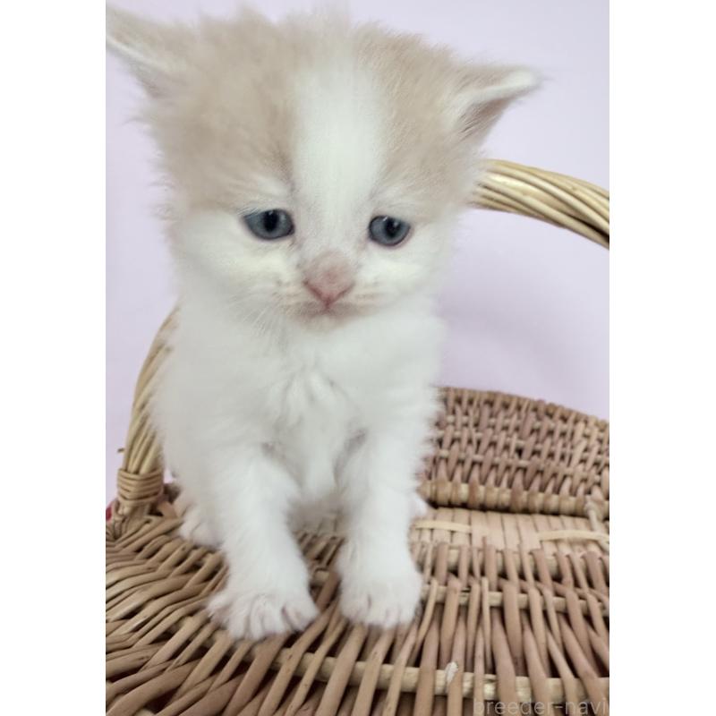 販売中の千葉県のサイベリアン-138633の3枚目