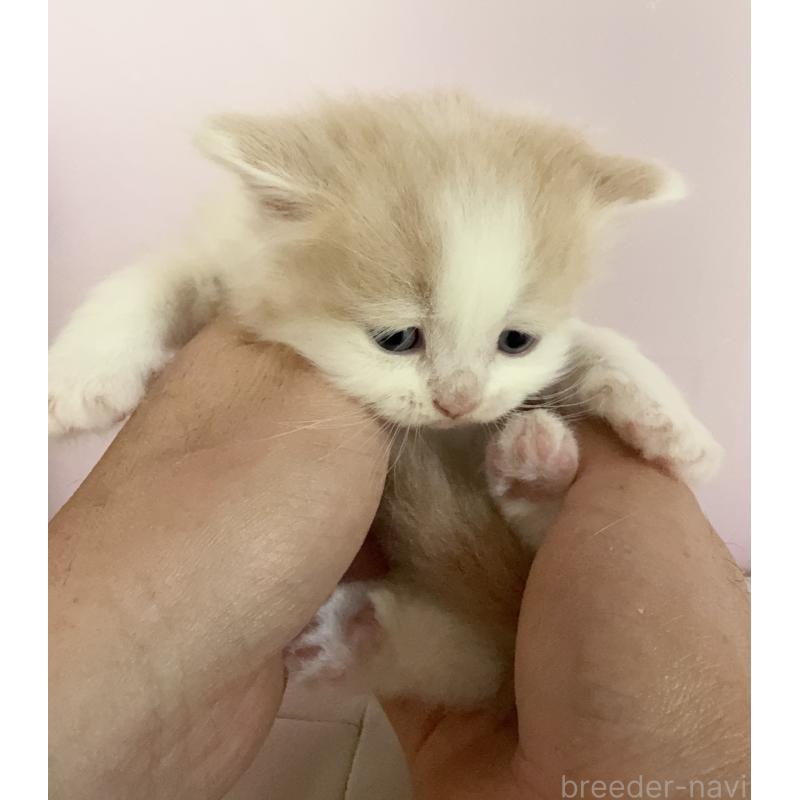 販売中の千葉県のサイベリアン-138633の2枚目