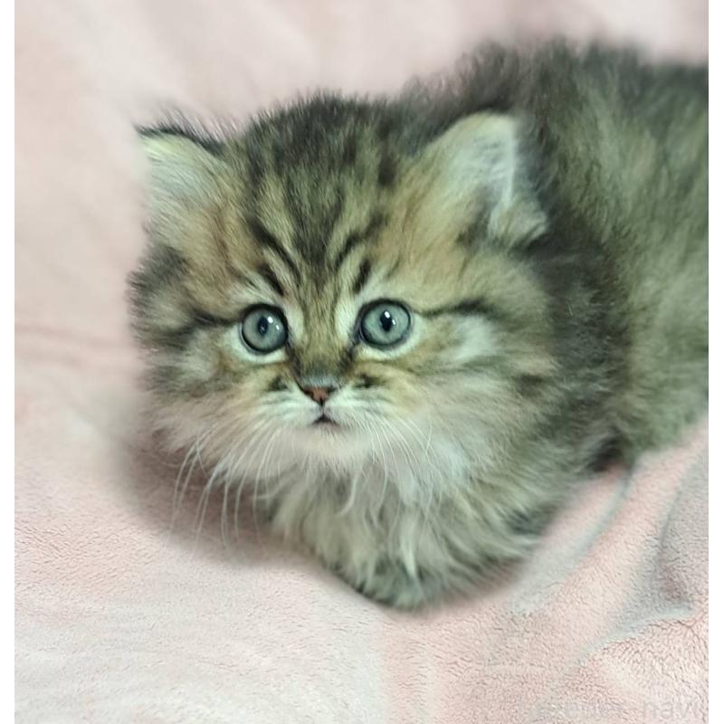 販売中の茨城県のミヌエット(短足)-138635の5枚目