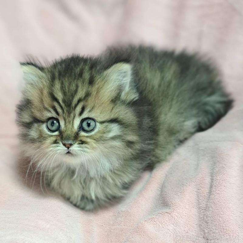 販売中の茨城県のミヌエット(短足)-138635