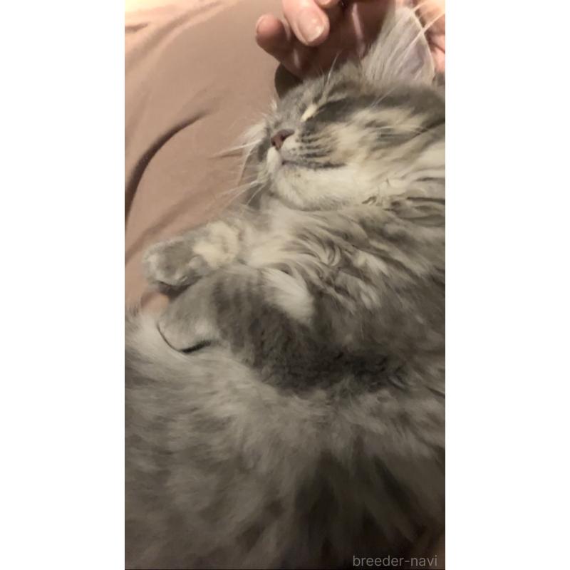 販売中の東京都のサイベリアン-136967の5枚目