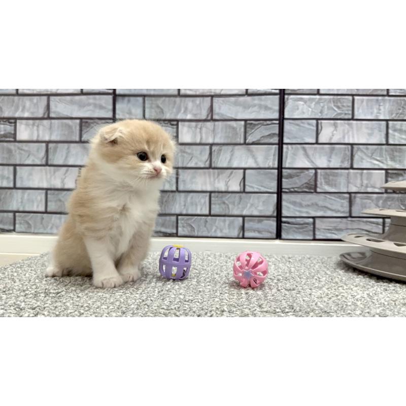 販売中の福岡県のマンチカン-138637の2枚目