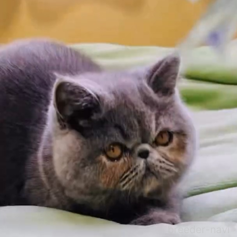 販売中の北海道のエキゾチックショートヘア-138638の8枚目